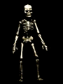 skelett18