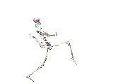 skelett2
