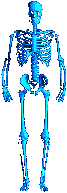 skelett20