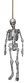 skelett23