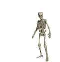 skelett24